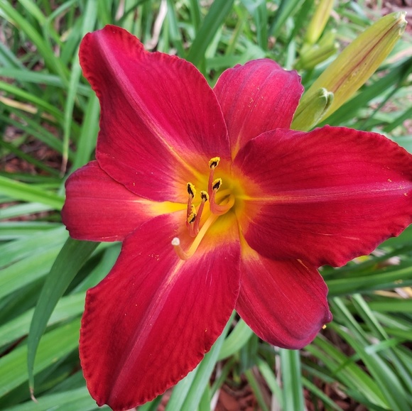 Hello I'm Meisch, 7.5 Yrs 5 Stars Trusted Ambassador - Picture 12 of 16